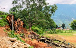 सडकले मासियो सम्पदा